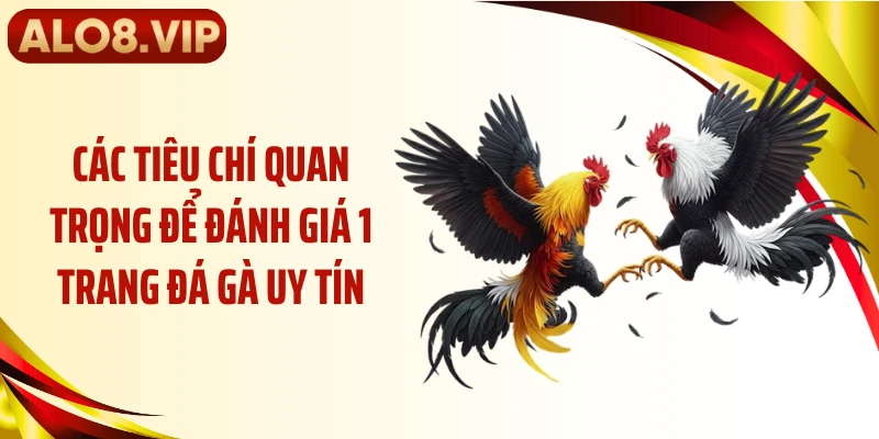 Các tiêu chí quan trọng để đánh giá 1 trang đá gà uy tín