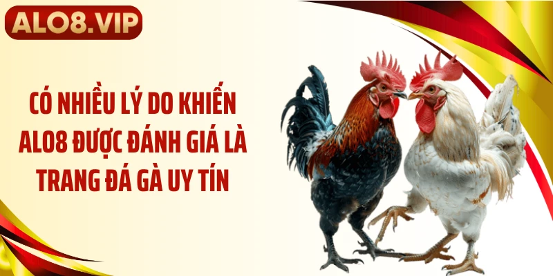 Có nhiều lý do khiến ALO8 được đánh giá là trang đá gà uy tín